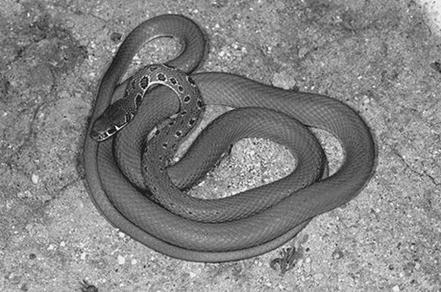 Террариум. Устройство и дизайн - _31.jpg