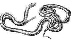 Террариум. Устройство и дизайн - _32.jpg