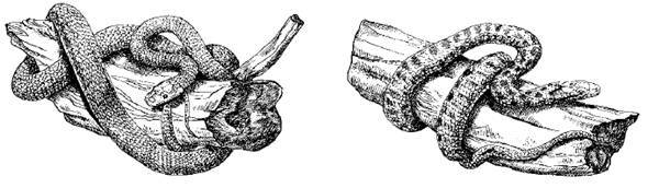 Террариум. Устройство и дизайн - _4.jpg