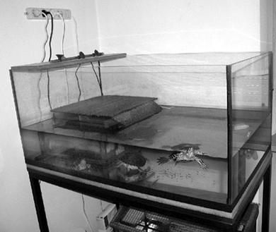 Террариум. Устройство и дизайн - _6.jpg