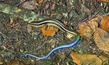 Террариум. Устройство и дизайн - _79.jpg