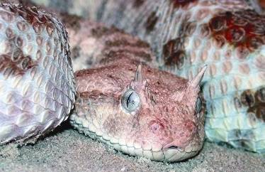 Террариум. Устройство и дизайн - _81.jpg