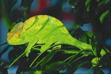 Террариум. Устройство и дизайн - _83.jpg