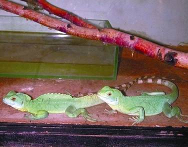 Террариум. Устройство и дизайн - _84.jpg