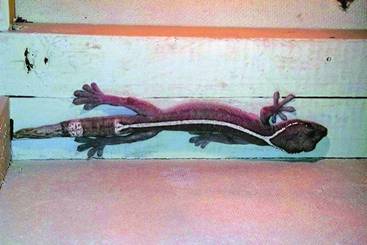 Террариум. Устройство и дизайн - _89.jpg