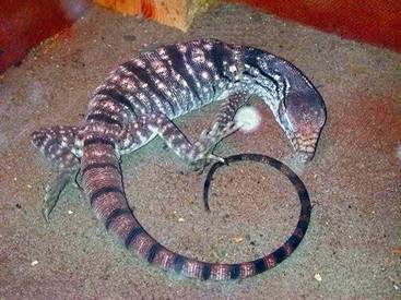 Террариум. Устройство и дизайн - _90.jpg