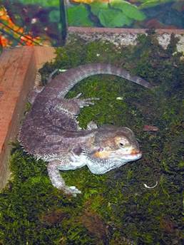 Террариум. Устройство и дизайн - _91.jpg