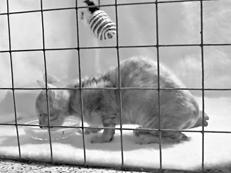 Кошки – рексы - i_009.jpg