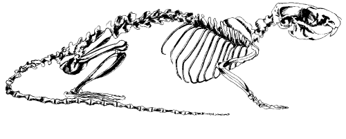 Крысы - _04.png