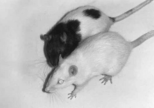 Крысы - _08.jpg