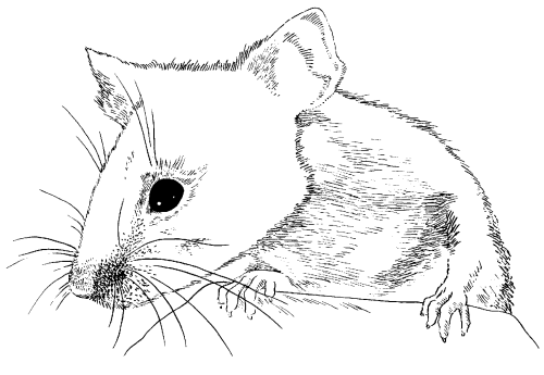 Крысы - _11.png