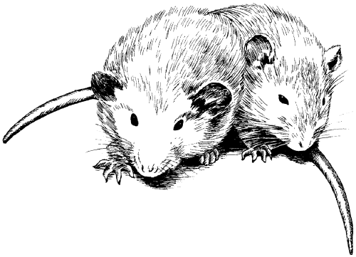 Крысы - _13.png