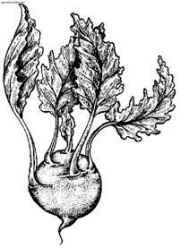 Сбор и хранение урожая - i_003.jpg