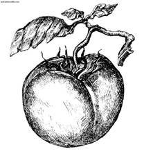 Сбор и хранение урожая - i_006.jpg