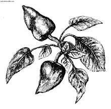 Сбор и хранение урожая - i_008.jpg