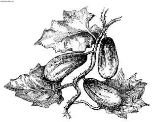 Сбор и хранение урожая - i_012.jpg