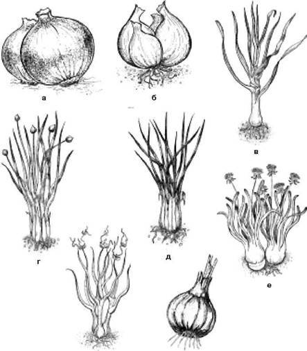 Сбор и хранение урожая - i_020.jpg