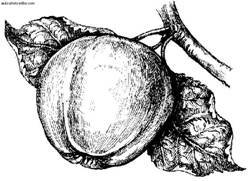 Сбор и хранение урожая - i_024.jpg