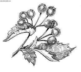 Сбор и хранение урожая - i_026.jpg