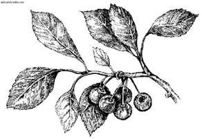 Сбор и хранение урожая - i_028.jpg