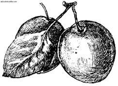 Сбор и хранение урожая - i_030.jpg