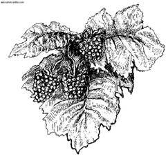 Сбор и хранение урожая - i_032.jpg