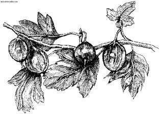 Сбор и хранение урожая - i_033.jpg