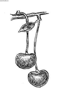 Сбор и хранение урожая - i_039.jpg