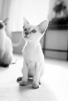 Сиамские кошки - pic_13.jpg