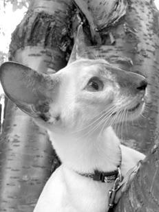 Сиамские кошки - pic_15.jpg