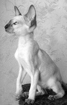 Сиамские кошки - pic_17.jpg