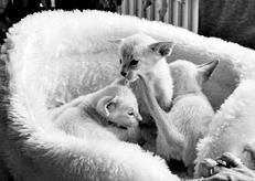 Сиамские кошки - pic_18.jpg