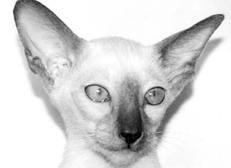 Сиамские кошки - pic_29.jpg