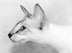 Сиамские кошки - pic_32.jpg