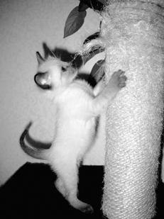 Сиамские кошки - pic_37.jpg