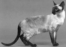 Сиамские кошки - pic_47.jpg