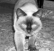 Сиамские кошки - pic_52.jpg