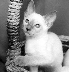 Сиамские кошки - pic_53.jpg
