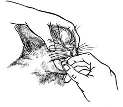 Сиамские кошки - pic_57.jpg