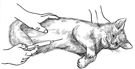 Сиамские кошки - pic_61.jpg