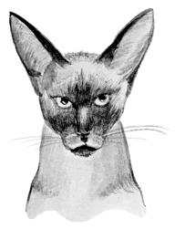 Сиамские кошки - pic_9.jpg