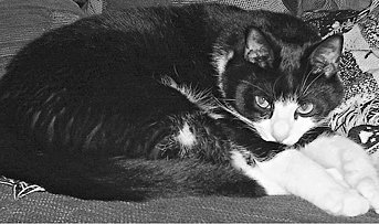 Домашние кошки - i_001.jpg