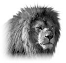 Домашние кошки - i_002.jpg