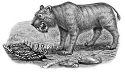 Домашние кошки - i_005.jpg