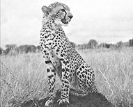 Домашние кошки - i_006.jpg