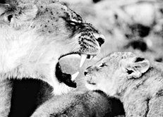 Домашние кошки - i_007.jpg