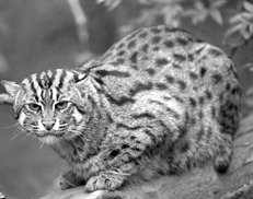 Домашние кошки - i_010.jpg