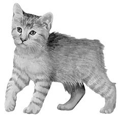 Домашние кошки - i_013.jpg