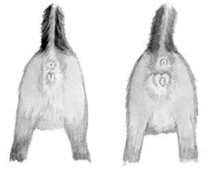 Домашние кошки - i_017.jpg