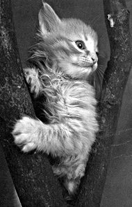 Домашние кошки - i_020.jpg